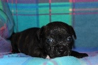 De L'Empreinte Des Angi Gardian - Staffordshire Bull Terrier - Portée née le 13/05/2017